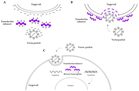 Cells Free Full Text Advancements In Hematopoietic Stem Cell Gene