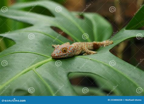 Tokay Gecko On Green Leaves Stock Photo Image Of Carnivore Genus