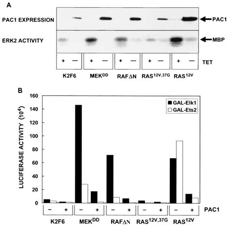 A Pac Expression Results In Down Regulation Of Erk In Normal And