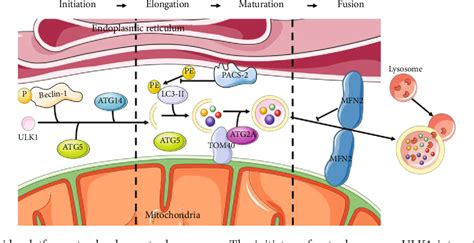 Figure 2 From Mitochondria Associated Endoplasmic Reticulum Membranes