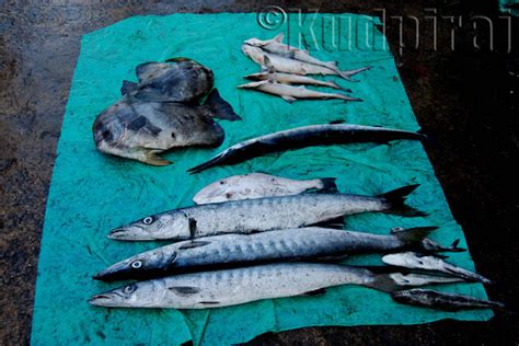 Kudpirajs Garam Tawa Fishing In Mangalore