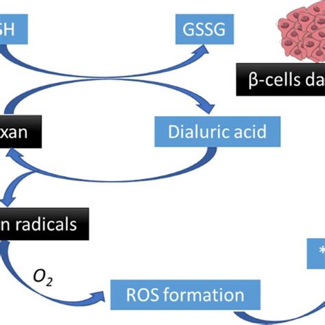 Alloxan induced diabetes mechanism (based on [46]). Alloxan is reduced ...