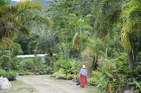 Primeval Forest Near Los Banos Taal Pictures Philippines In