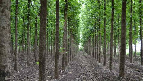 Mahogany Tree Plantation Guide For Sustainable Source Of Income