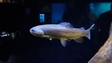 Apache Trout In An Aquarium Youtube