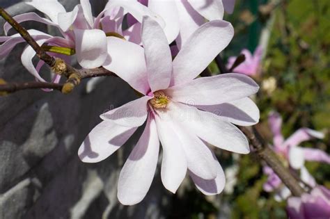 Magnolie Blooming In The Garden Stock Image Image Of Wildflower