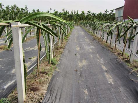 Estudiando Agricultura En Taiw N Inhibiendo Maleza En Cultivo De Pitahaya