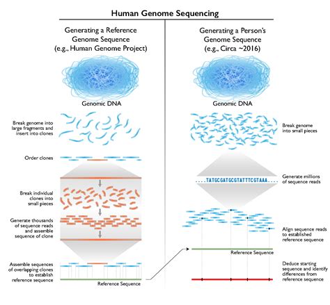 The Cost of Sequencing a Human Genome