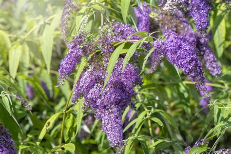 Buddleia: Care and Growing Guide