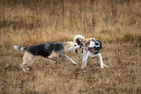 Cães Lutando No Outono Dia Nublado Foto de Stock Imagem de outono