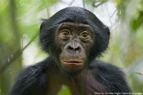 Interesting facts about bonobos | Just Fun Facts