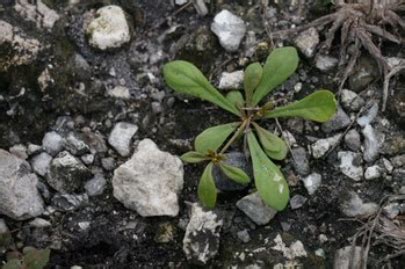 Carpetweed - Everglades Research and Education Center - University of ...