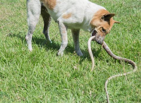 Lucha De Perros Con Las Serpientes En C Spedes Al Aire Libre Imagen De