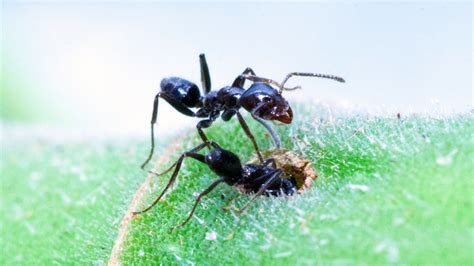 For at least one species, ant nurseries are cleaner than human ones