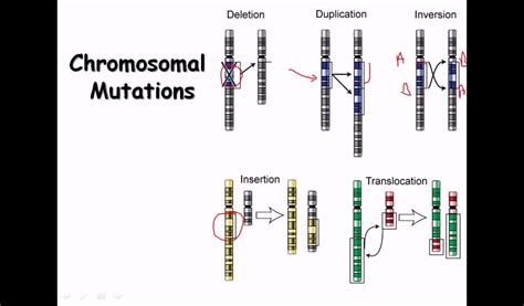 17 Genetic Mutation Chromosomal And Point Mutation Youtube