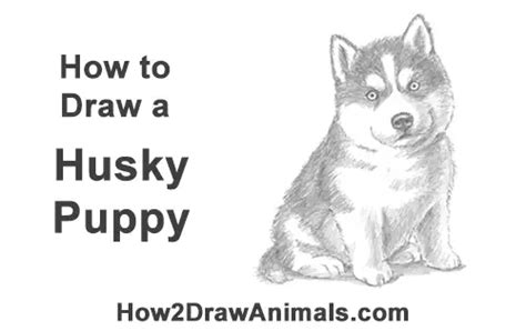 How To Draw A Puppy Husky Video And Step By Step Pictures