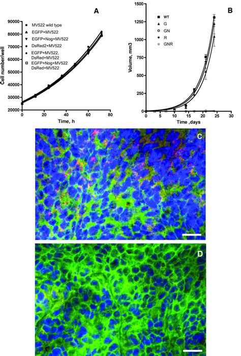 Cell Proliferation In Vitro Tumor Growth And Noggin Expression In Vivo Download Scientific