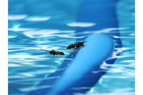 How To Get Rid Of Water Bugs In Your Pool Home Guide Corner