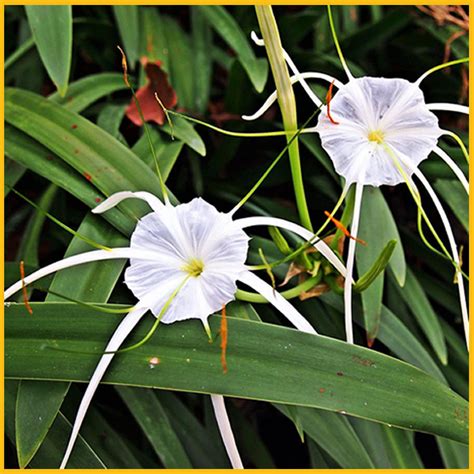 Peruvian Daffodil – Master Gardener Association of San Diego County