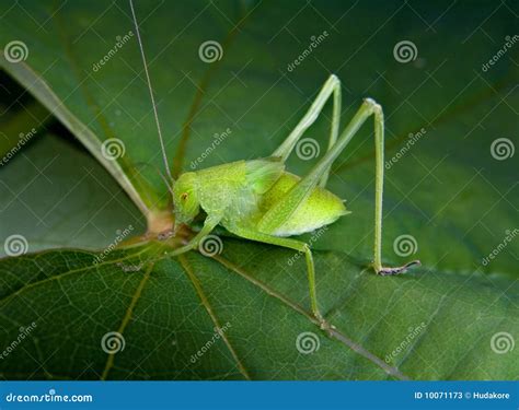 A Small Green Grasshopper Stock Photos - Image: 10071173