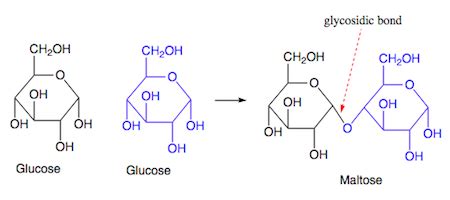 Glycosidic Linkage Type Of Covalent Bond