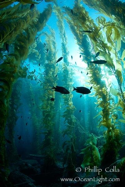 Spectacular Kelp Forest And Sunbeams Catalina Island Macrocystis