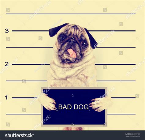 688 Doggie Jail Images Stock Photos And Vectors Shutterstock