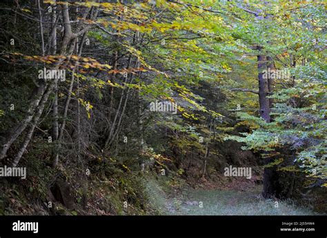 Bosques Monta Osos Mixtos De La Reserva De La Biosfera De Ordesa