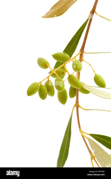 Flora Of Gran Canaria Forming Fruit Of Olea Cerasiformis Olive