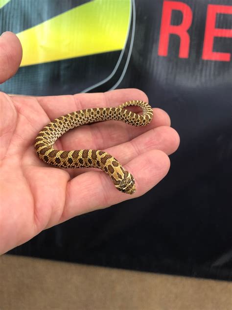 Double Het Stormcloud Western Hognose By Prismatic Reptiles Morphmarket