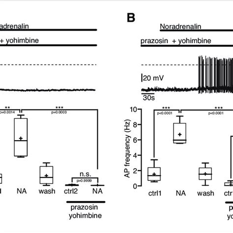 The Excitatory Noradrenergic Effect On Npy Agrp Neurons Is