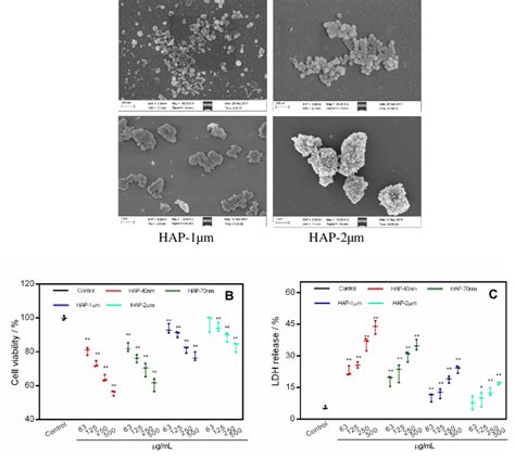 SEM Images Of HAP With Different Sizes A Cell Viability B And LDH