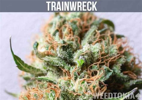 Best Weed Strains For Sex Edition Weedtokia