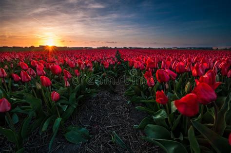 Sunset Over a Red Tulip Field Stock Image - Image of spring, tulips ...