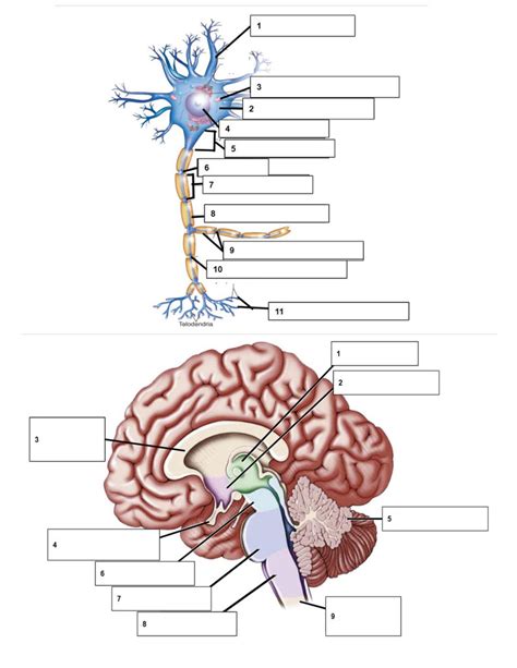 Dr Kaur S Anatomy Diagrams Ch Nervous System Nerve Cell And Brain