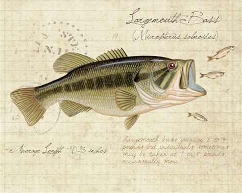 Largemouth Bass 8 X10 Inch Limited Edition Print By Matt Patterson