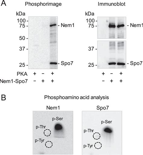 Protein Kinase A Phosphorylates The Nem1spo7 Protein Phosphatase