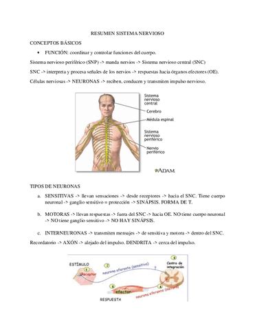 Resumen Sistema Nervioso Central Pdf