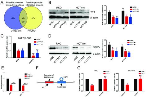 YY1 Promotes ELFN1 AS1 Transcription In CRC Cells A The PROMO And