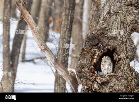 Ural Owl Strix Uralensis Japonica Perched In Tree Hole Looking At