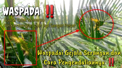 Cara Mengendalikan Ulat Api Pada Tanaman Kelapa Sawit Youtube