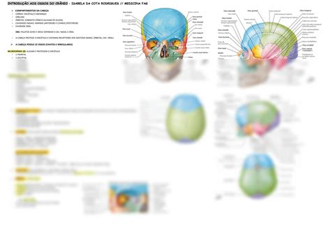 Solution Anatomia Ossos Do Cr Nio Studypool