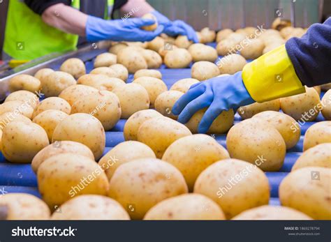 1741 Potato Factory Images Stock Photos And Vectors Shutterstock
