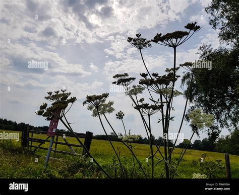 Giant Hogweed Skin Fotos Und Bildmaterial In Hoher Aufl Sung Alamy