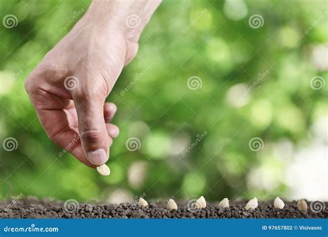 Hand Sowing Seeds In Vegetable Garden Soil Close Up On Gree Stock