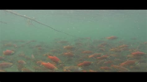 Kokanee Salmon Spawning YouTube