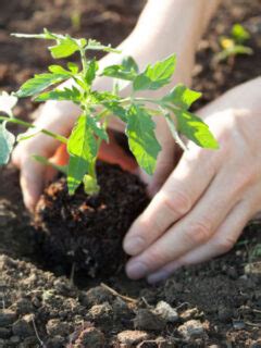 Mistakes Planting Tomatoes Archives This Is My Garden