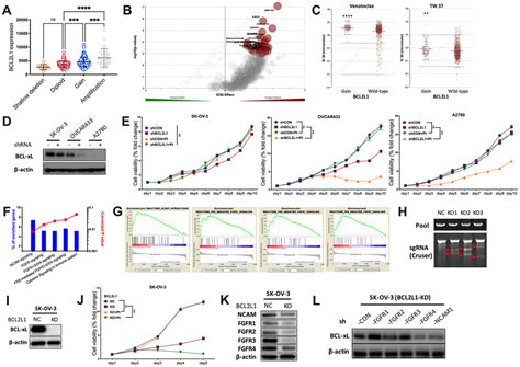 Dual Inhibition Of FGFR4 And BCL XL Inhibits Multi Resistant Ovarian