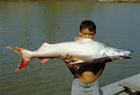 Giant Amazonian Catfish Is a Record-Breaking Traveler | Live Science