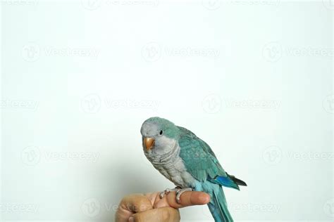 Monk Parakeet Myiopsitta Monachus Or Quaker Parrot Eat Parrot Pet